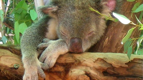 Sleeping