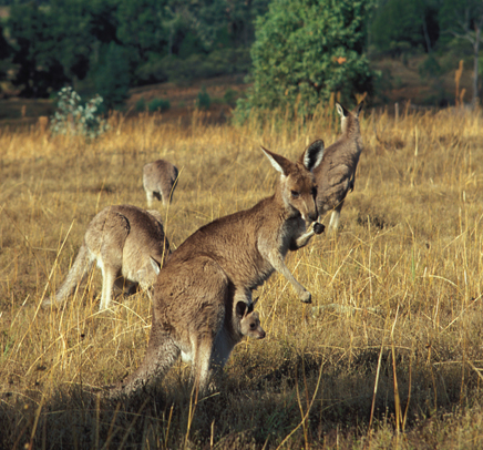 Commercial Vehicle Australia Common Weeds In Adelaide Australia