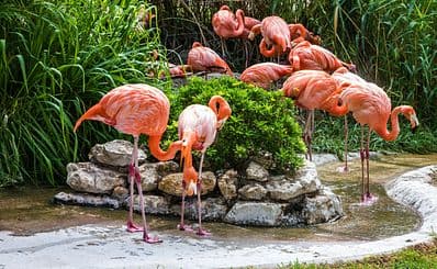 Lisbon Zoo