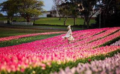 Table Cape Tulip Farm