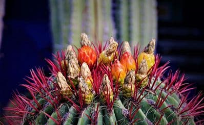 Botanical Garden