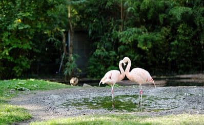 Frankfurt Zoo
