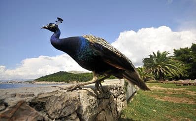 Lokrum