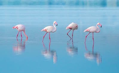 Larnaca Salt Lake