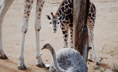 Auckland Zoo