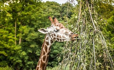Leipzig Zoo