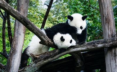Schönbrunn Zoo