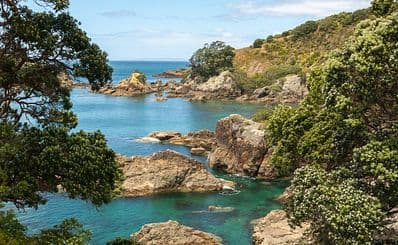 Tiritiri Matangi Island