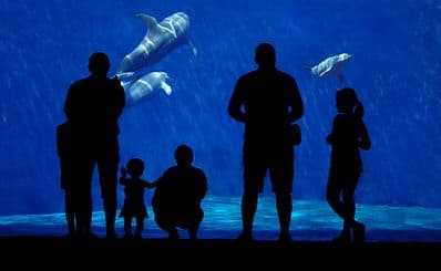 Aquarium of Genoa