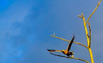 Sea eagle
