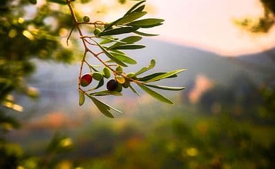 Oleastro Olive Park