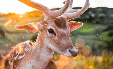 Wildpark