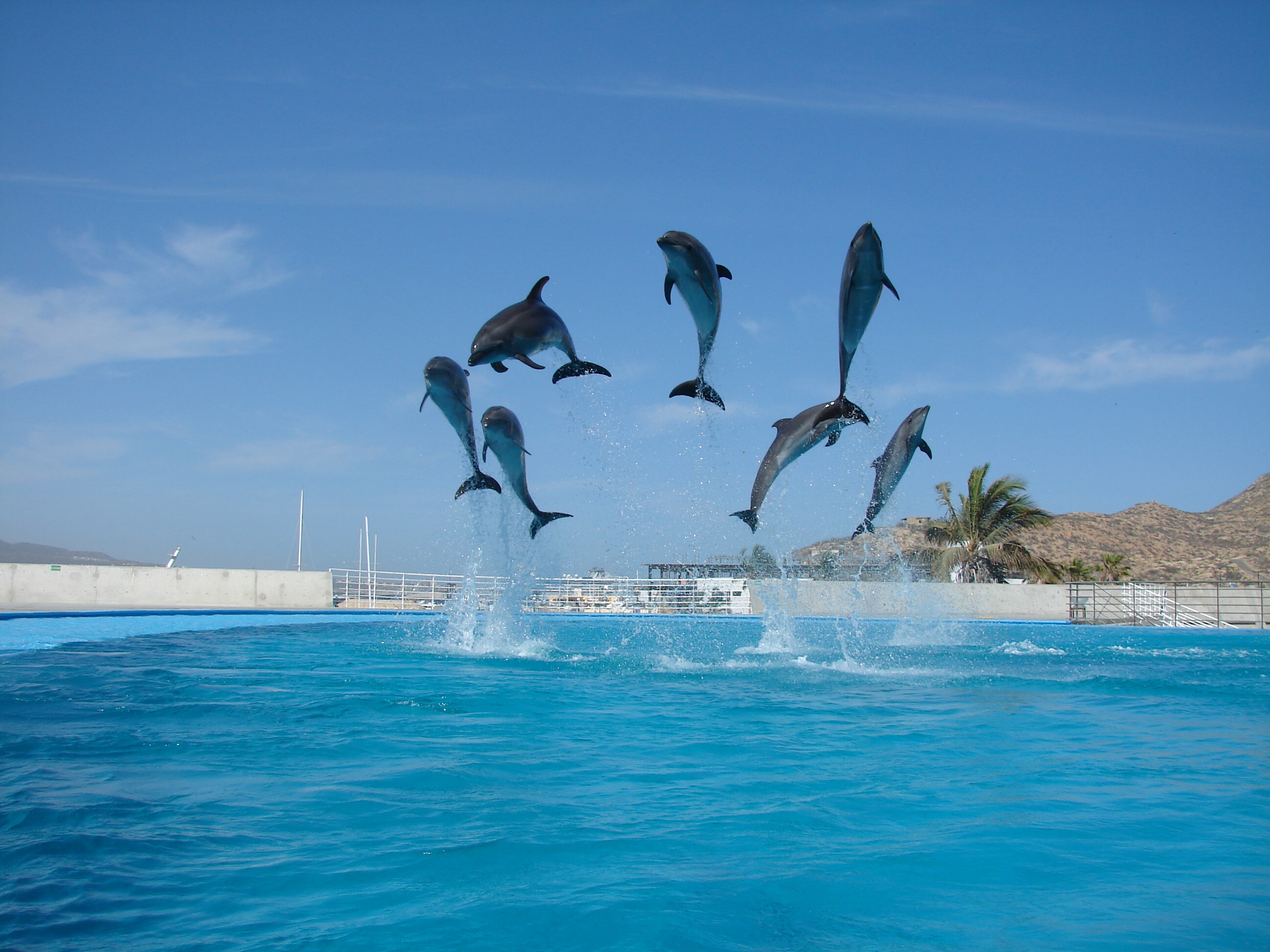 Cabo Dolphins - Los Cabos - Arrivalguides.com